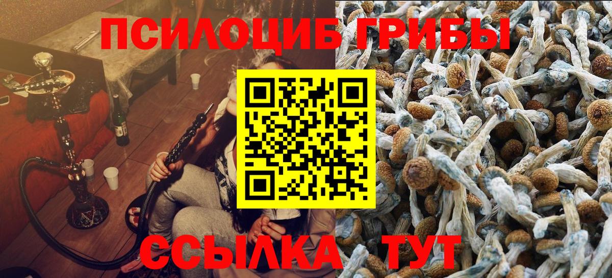 Псилоцибиновые грибы Psilocybe Топки